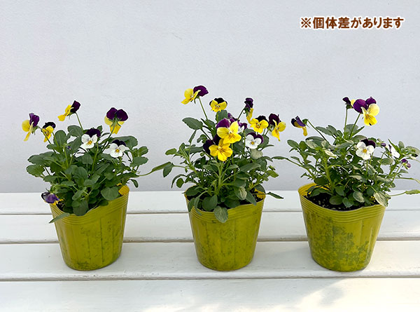 ビオラ:2色植え ソルベXP(イエロージャンプアップ&ホワイトジャンプアップ)3.5号ポット