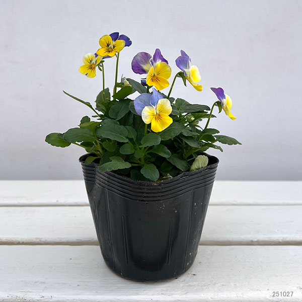 ビオラ:2色植え ソルベ(イエローブルージャンプアップ&イエローピンクジャンプアップ)3.5号ポット