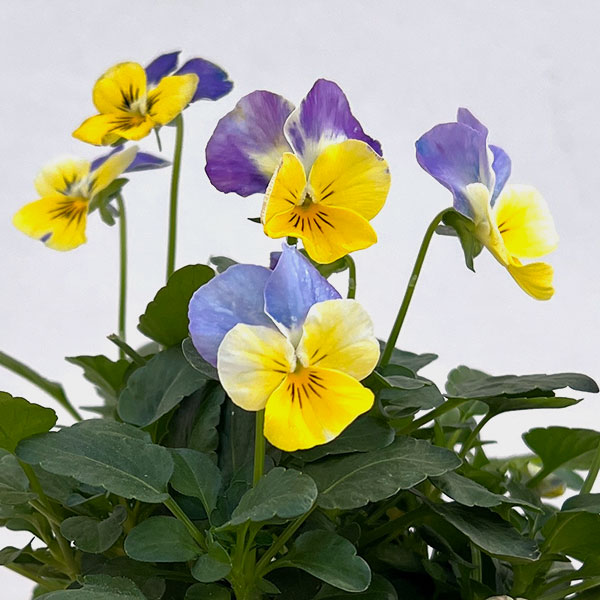 ビオラ:2色植え ソルベ(イエローブルージャンプアップ&イエローピンクジャンプアップ)3.5号ポット