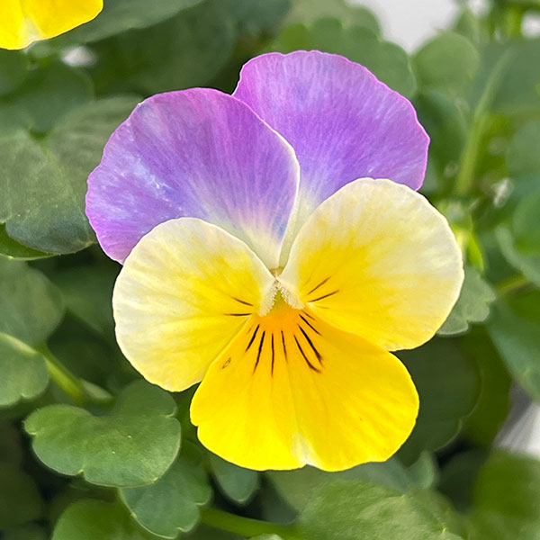 ビオラ:2色植え ソルベ(イエローブルージャンプアップ&イエローピンクジャンプアップ)3.5号ポット