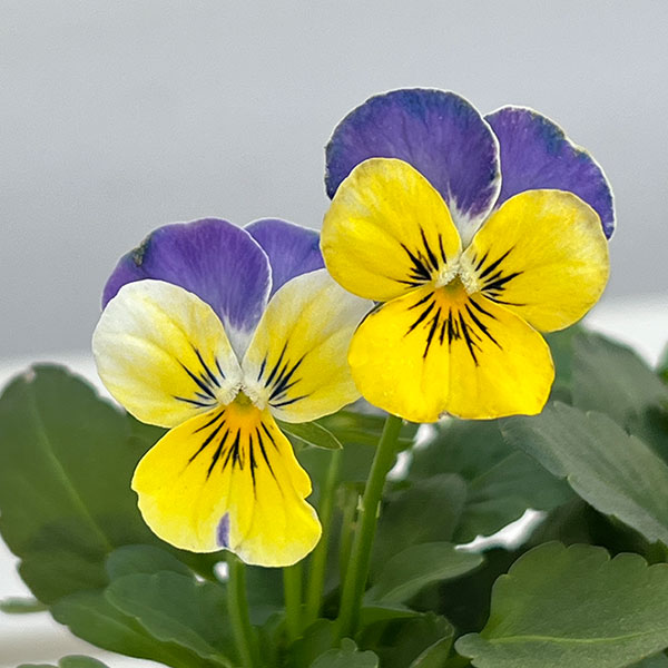 ビオラ:2色植え ソルベ(イエローブルージャンプアップ&イエローピンクジャンプアップ)3.5号ポット