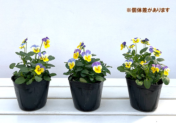 ビオラ:2色植え ソルベ(イエローブルージャンプアップ&イエローピンクジャンプアップ)3.5号ポット