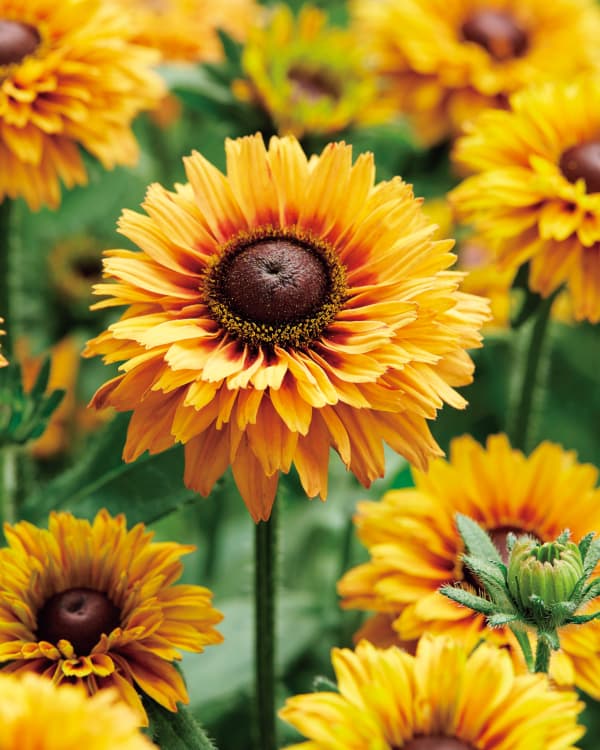 [26年5月中下旬予約]ルドベキア：エンチャンテッド　サン4号ポット