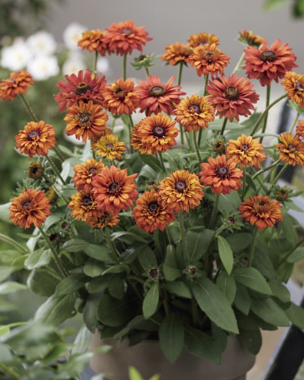 [26年5月中下旬予約]ルドベキア：エンチャンテッド　ロマンス4号ポット