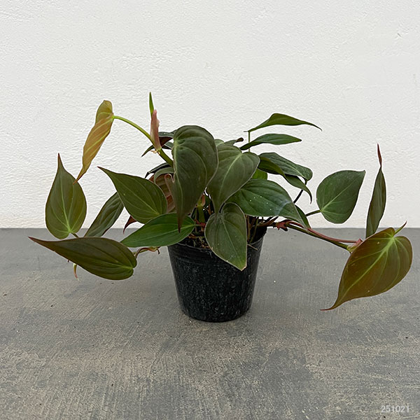 フィロデンドロン：ミカンス 3号ポット