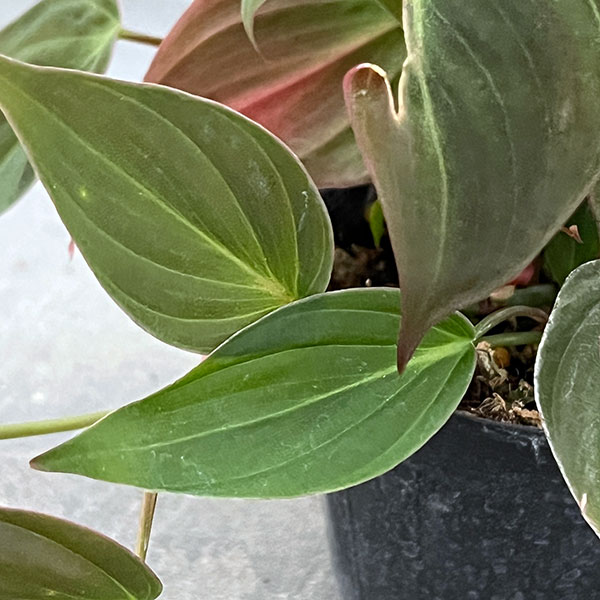 フィロデンドロン：ミカンス 3号ポット
