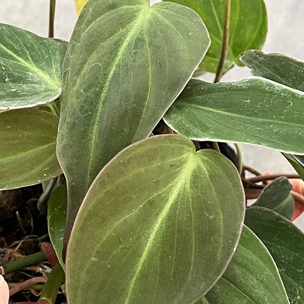 フィロデンドロン：ミカンス 3号ポット