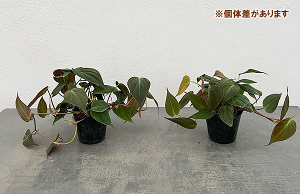 フィロデンドロン：ミカンス 3号ポット