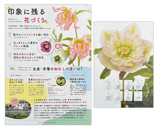 【会員プレゼント!】クリスマスローズ専門家・松村ナーセリー パンフレットセット