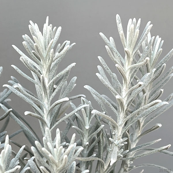 ヘリクリサム：シアンスチャニカム５号ポット