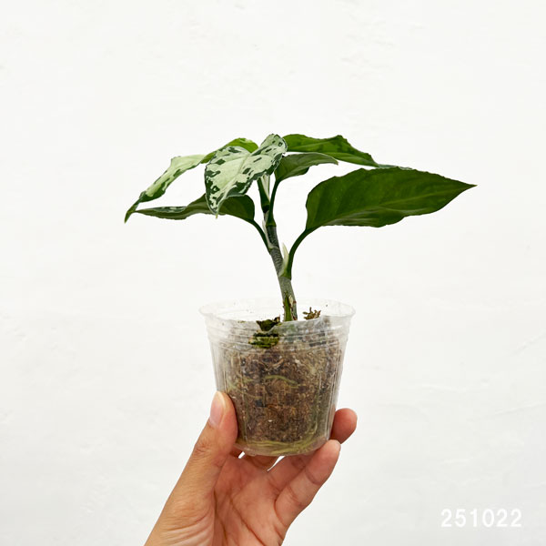 アグラオネマ:ピクタム トリカラーブラック 2.5号ポット