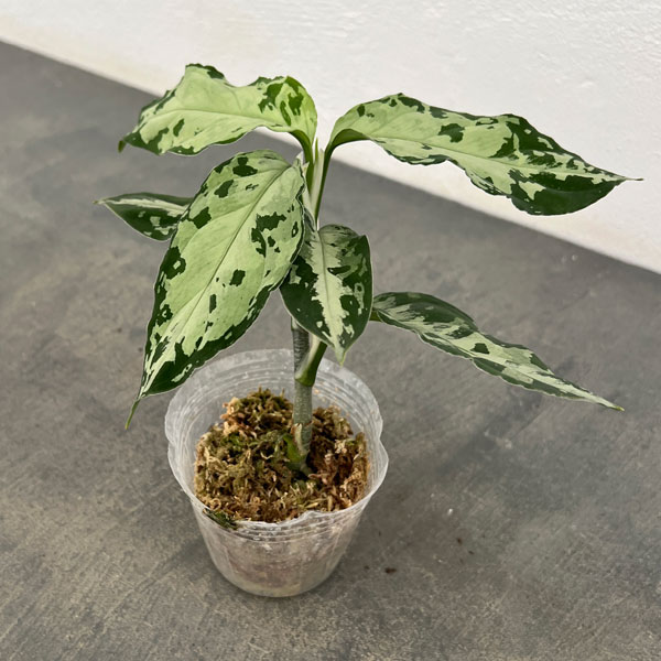 アグラオネマ:ピクタム トリカラーブラック 2.5号ポット