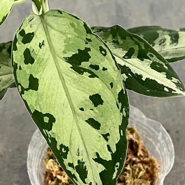 アグラオネマ:ピクタム トリカラーブラック 2.5号ポット