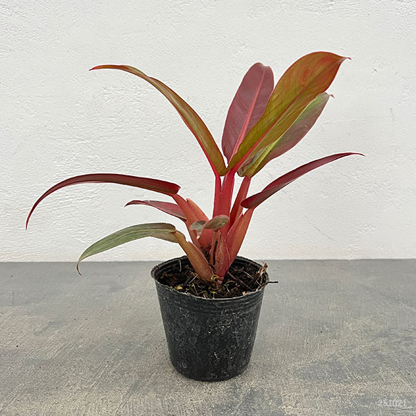 フィロデンドロン：サンレッド　ヴィンテージ　3号ポット