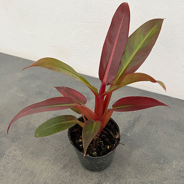 フィロデンドロン：サンレッド　ヴィンテージ　3号ポット