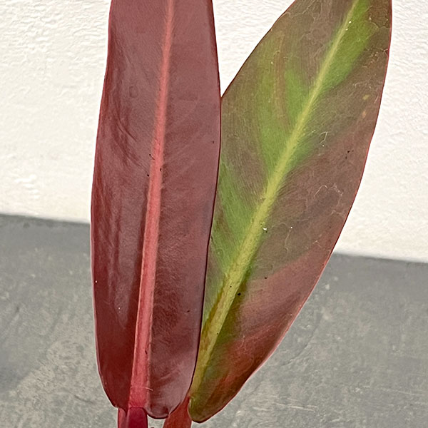 フィロデンドロン：サンレッド　ヴィンテージ　3号ポット