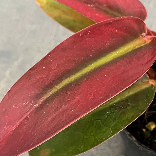 フィロデンドロン：サンレッド　ヴィンテージ　3号ポット