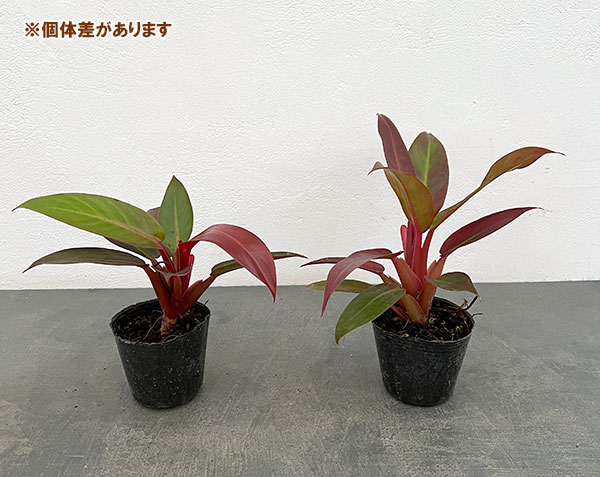 フィロデンドロン：サンレッド　ヴィンテージ　3号ポット