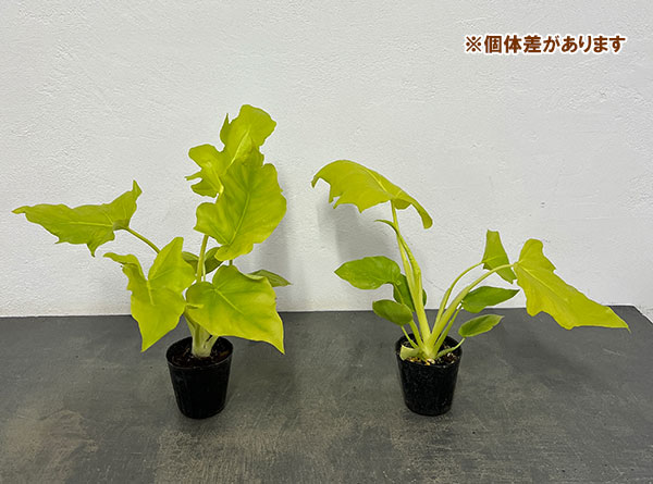 フィロデンドロン:ワルセビッチ フラバムオーレア 2.5号