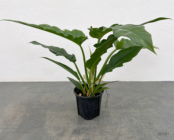 フィロデンドロン：ナロー　3.5号ポット