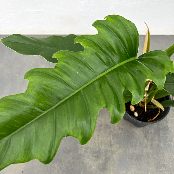 フィロデンドロン：ナロー　3.5号ポット
