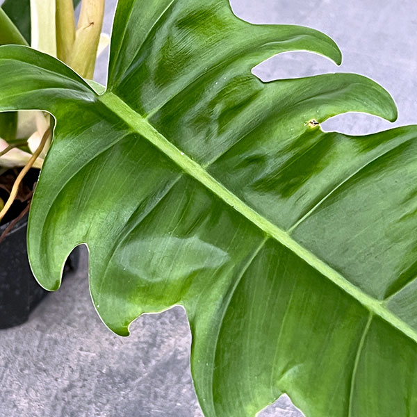 フィロデンドロン：ナロー　3.5号ポット