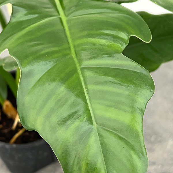 フィロデンドロン：ナロー　3.5号ポット