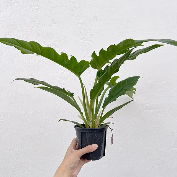 フィロデンドロン：ナロー　3.5号ポット