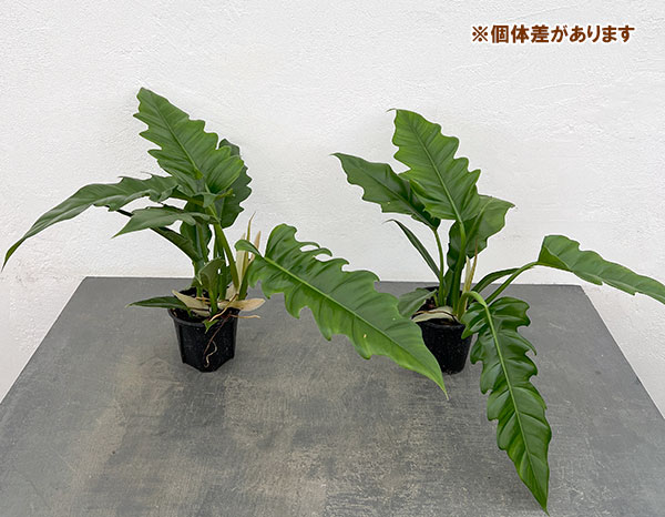 フィロデンドロン：ナロー　3.5号ポット