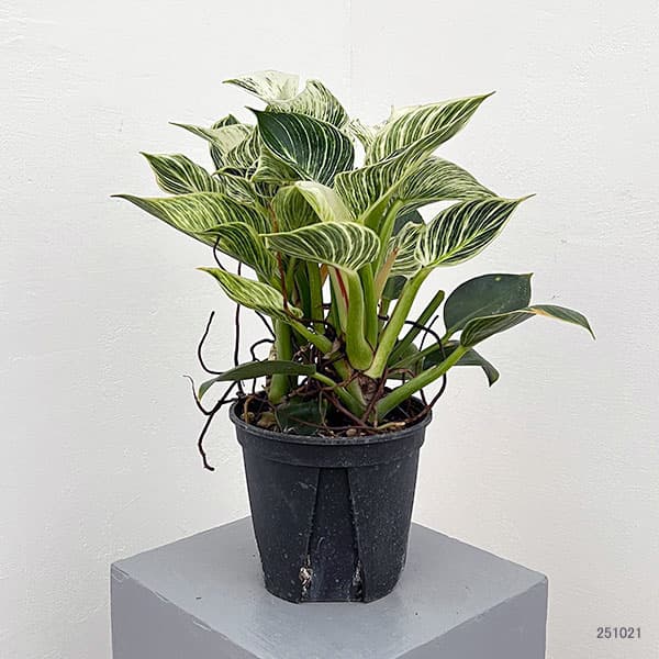 フィロデンドロン：バーキン（幹上がり）5号鉢植え