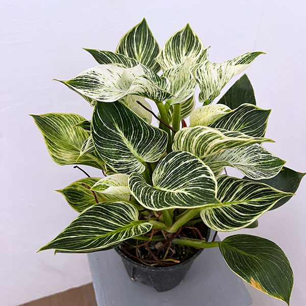 フィロデンドロン：バーキン（幹上がり）5号鉢植え