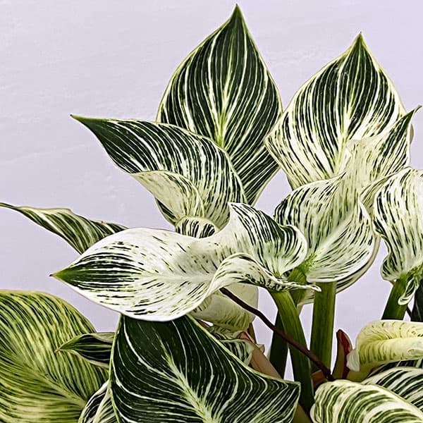 フィロデンドロン：バーキン（幹上がり）5号鉢植え