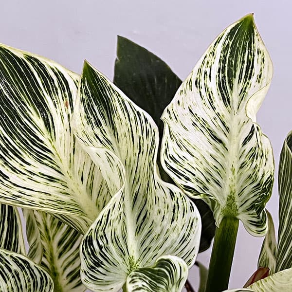フィロデンドロン：バーキン（幹上がり）5号鉢植え