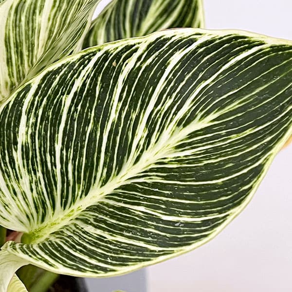 フィロデンドロン：バーキン（幹上がり）5号鉢植え