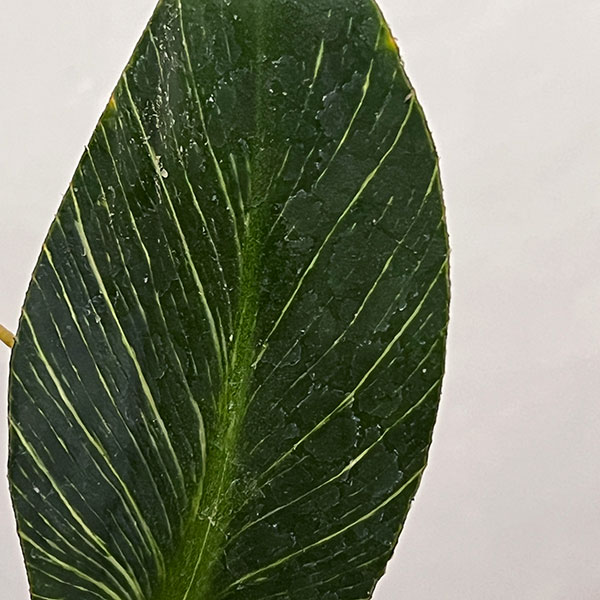 フィロデンドロン：バーキン（幹上がり）5号鉢植え