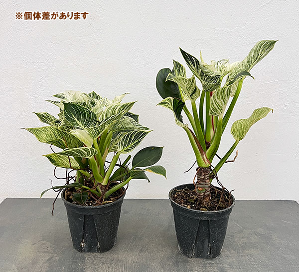 フィロデンドロン：バーキン（幹上がり）5号鉢植え