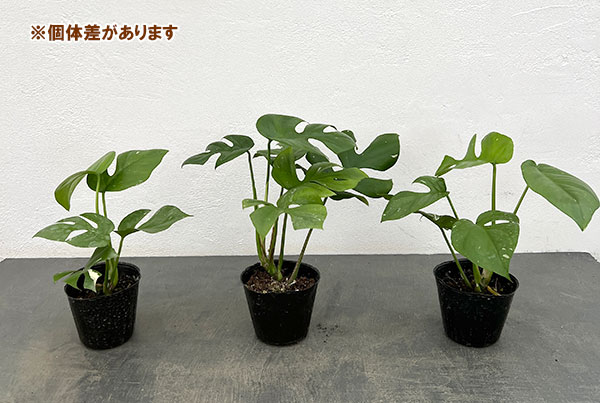 ヒメモンステラ:ちょっと斑入り 3号ポット