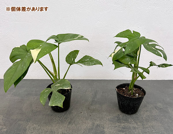 ヒメモンステラ:斑入り 3号ポット