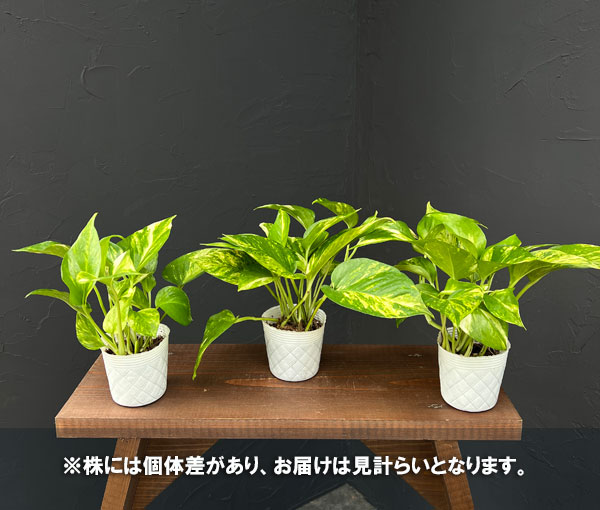 ポトス:テルノカモフラージュ 3号ポット