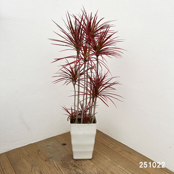 ドラセナ:コンシンネスカーレットアイビス 7号鉢植え