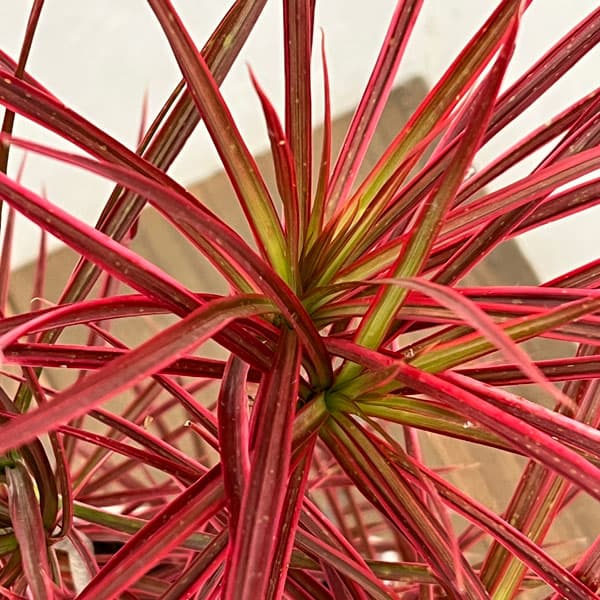 ドラセナ:コンシンネスカーレットアイビス 7号鉢植え