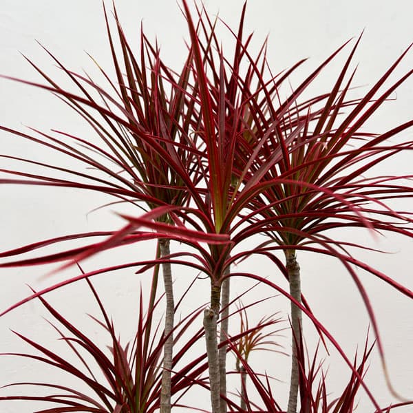 ドラセナ:コンシンネスカーレットアイビス 7号鉢植え