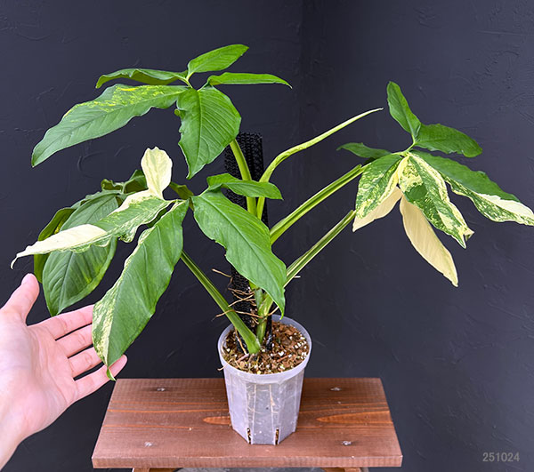 シンゴニウム:カリフォルニアゴールド テルノスペシャル 5号鉢植え