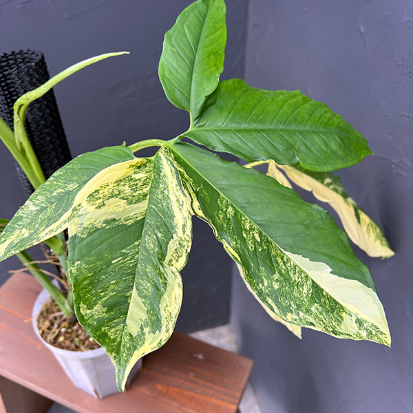 シンゴニウム:カリフォルニアゴールド テルノスペシャル 5号鉢植え