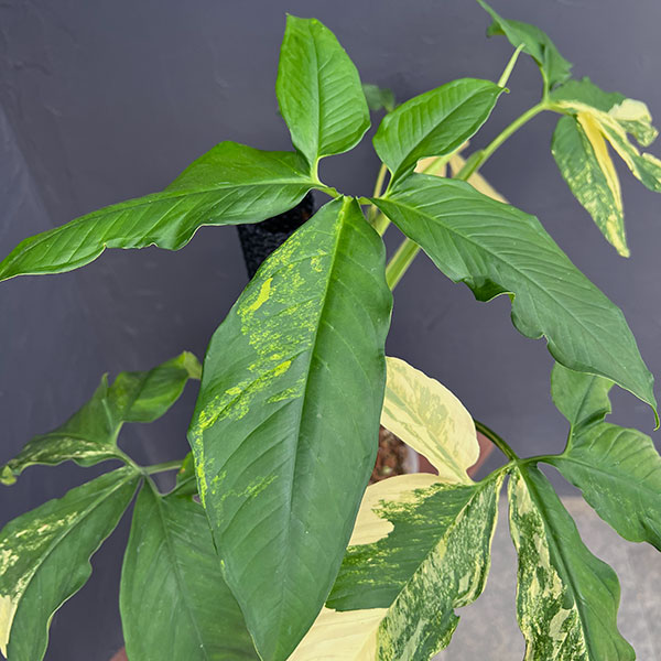 シンゴニウム:カリフォルニアゴールド テルノスペシャル 5号鉢植え