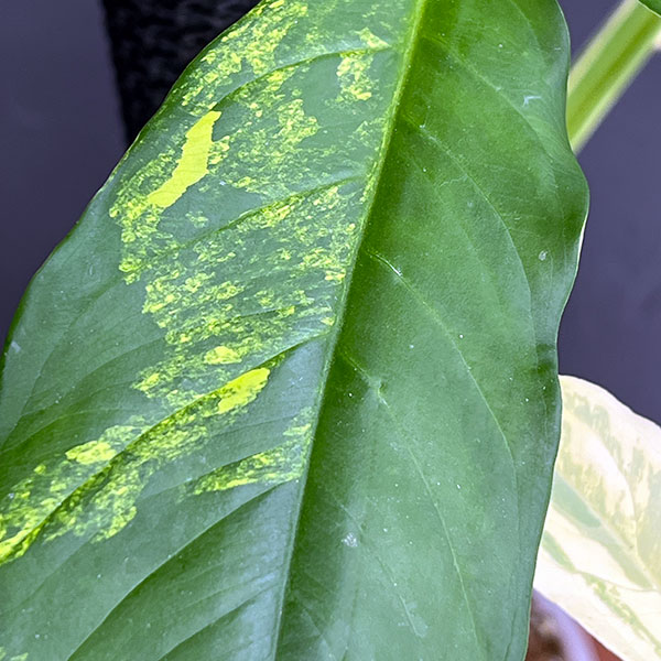 シンゴニウム:カリフォルニアゴールド テルノスペシャル 5号鉢植え