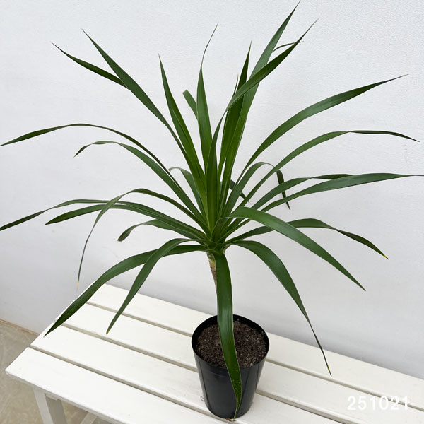 ドラセナ:パラオ 5号鉢植え