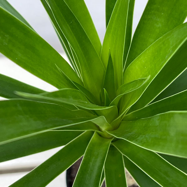 ドラセナ:パラオ 5号鉢植え