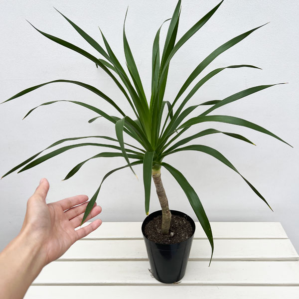 ドラセナ:パラオ 5号鉢植え