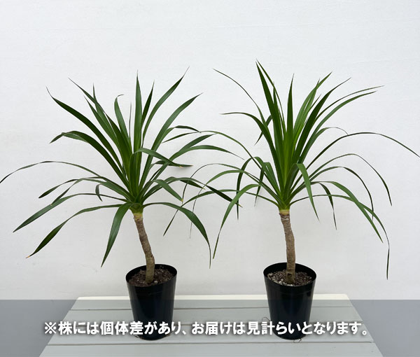 ドラセナ:パラオ 5号鉢植え